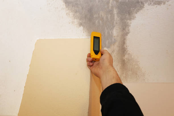 Mold Odor Removal Services in Mapleton, ND