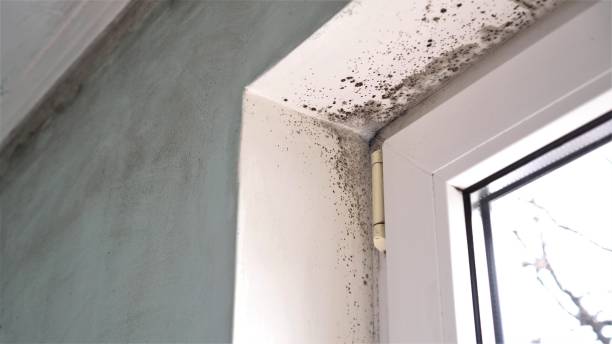 Best Industrial Mold Remediation  in Mapleton, ND