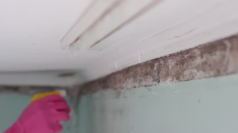 Mold Documentation for Insurance Claims in Mapleton, ND